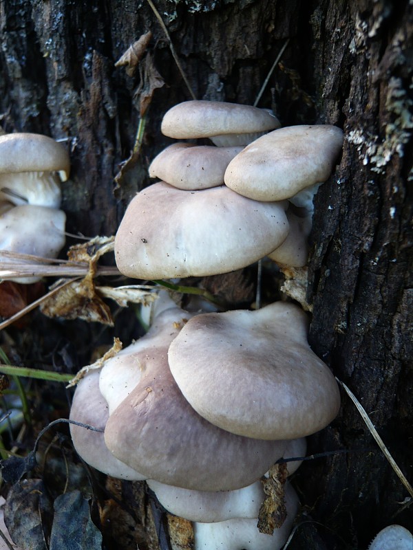 hliva ustricovitá Pleurotus ostreatus (Jacq.) P. Kumm.