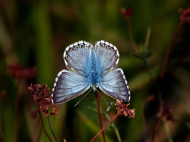 modráčik vikový Polyommatus coridon Poda, 1761