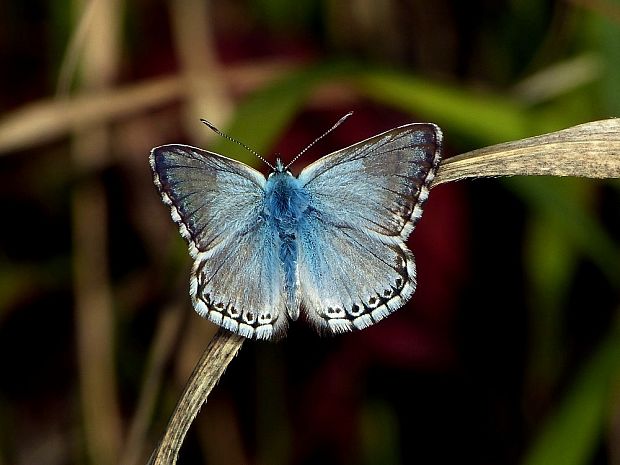 modráčik vikový Polyommatus coridon Poda, 1761