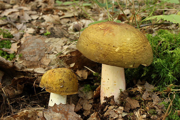 plávka olivová Russula olivacea (Schaeff.) Fr.