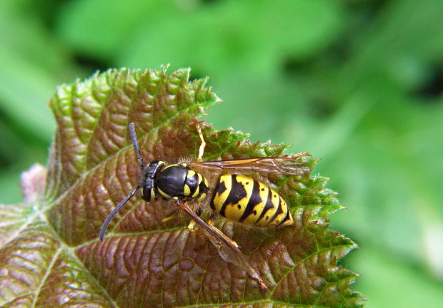 osa útočna Vespula germanica