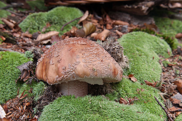 muchotrávka červenkastá Amanita rubescens Pers.