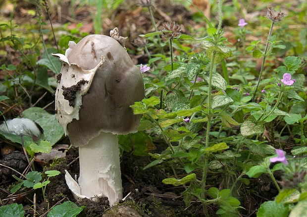 muchotrávka sivopošvatá ? Amanita submembranacea (Bon) Gröger