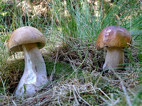 hríb smrekový Boletus edulis Bull.