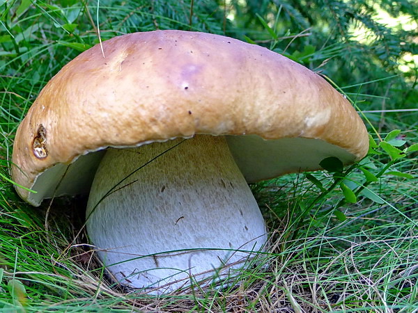 hríb smrekový Boletus edulis Bull.