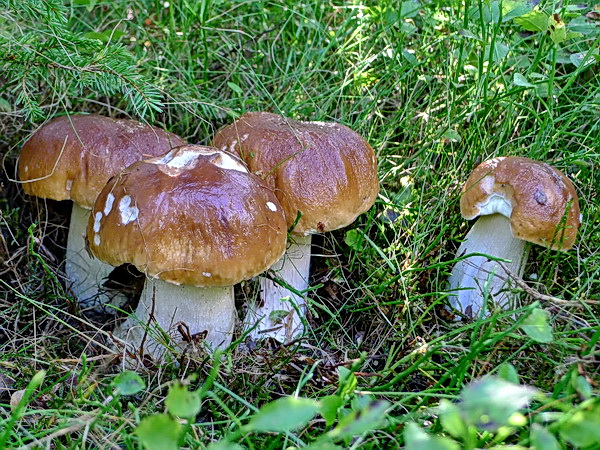 hríb smrekový Boletus edulis Bull.