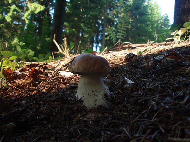 hríb smrekový Boletus edulis Bull.