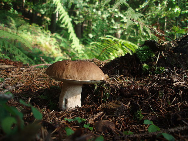 hríb smrekový Boletus edulis Bull.