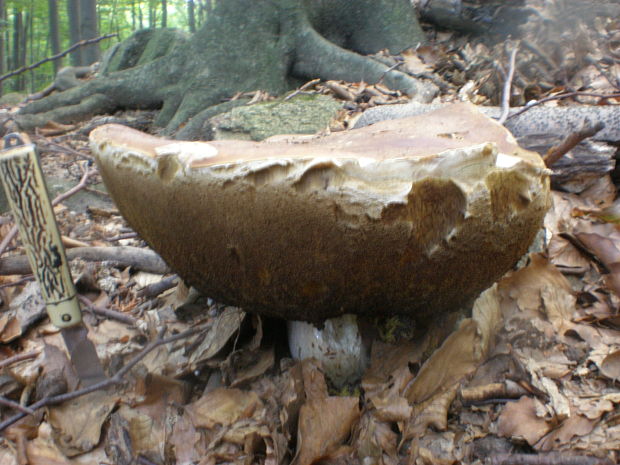 hríb smrekový Boletus edulis Bull.