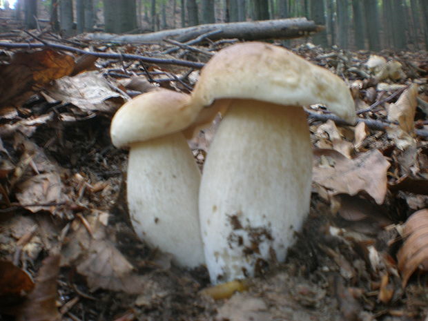 hríb smrekový Boletus edulis Bull.