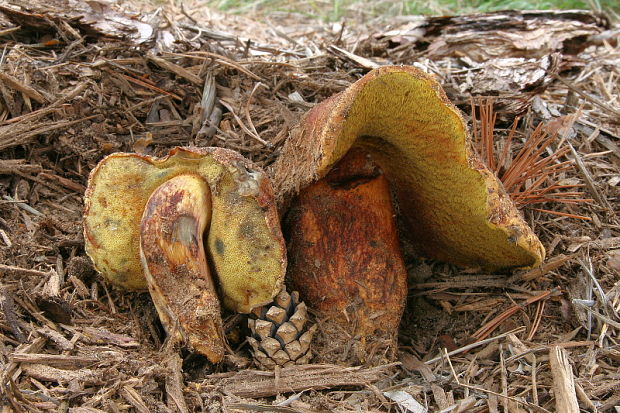 žltavec Buchwaldoboletus hemichrysus (Berk. & M.A. Curtis) Pilát