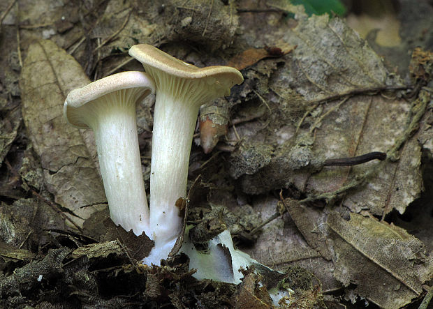 strmuľka lievikovitá Clitocybe gibba (Pers.) P. Kumm.