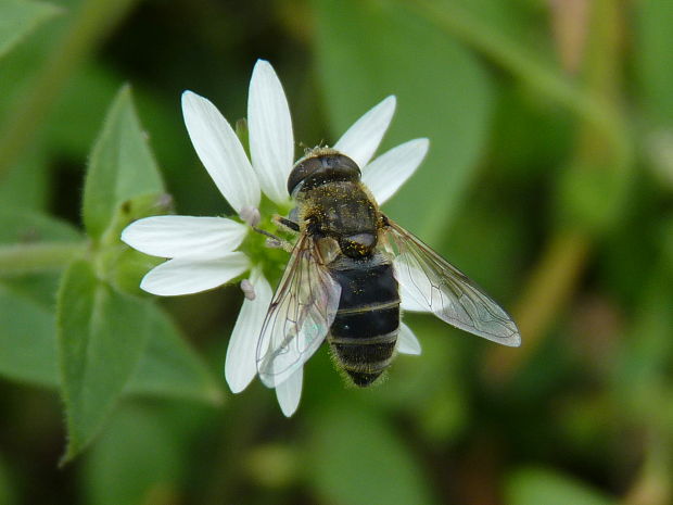 pestrica  Eristalis sp.