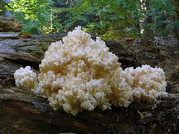 koralovec bukový - Korálovec bukový  Hericium coralloides (Scop.) Pers.