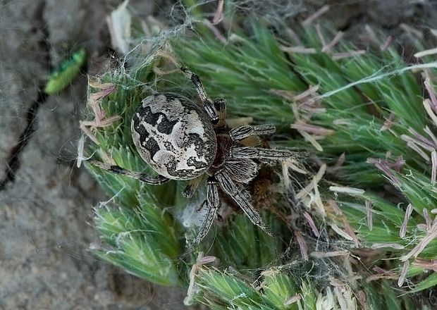 . Larinioides suspicax