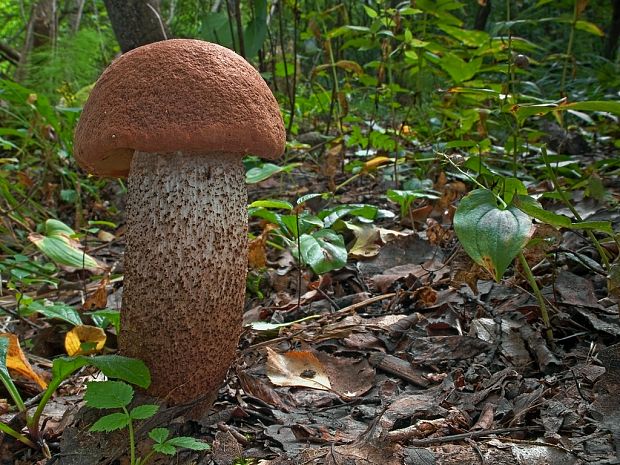 kozák dubový Leccinum aurantiacum (Bull.) Gray