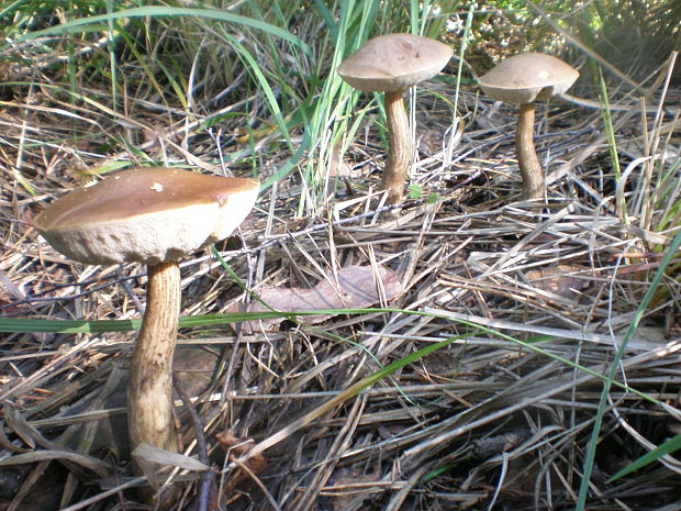 kozák brezový Leccinum scabrum (Bull.) Gray