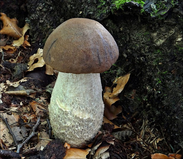 kozák Leccinum sp.