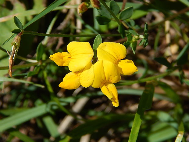 ľadenec rožkatý Lotus corniculatus L.