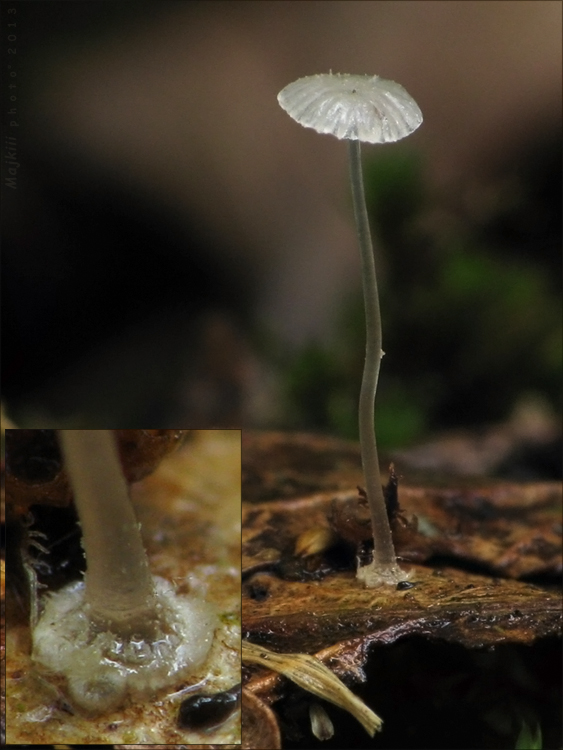 prilbička diskovitá Mycena stylobates (Pers.) P. Kumm.