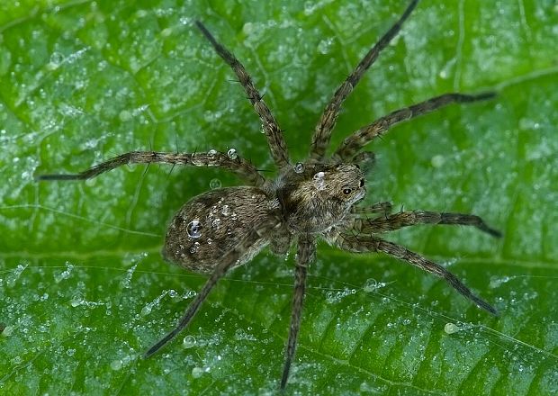 . Pardosa cf. amentata