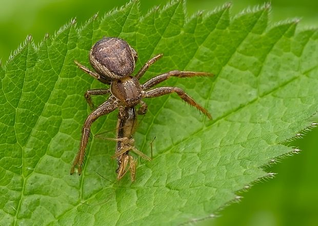 . Xysticus cf. bifasciatus