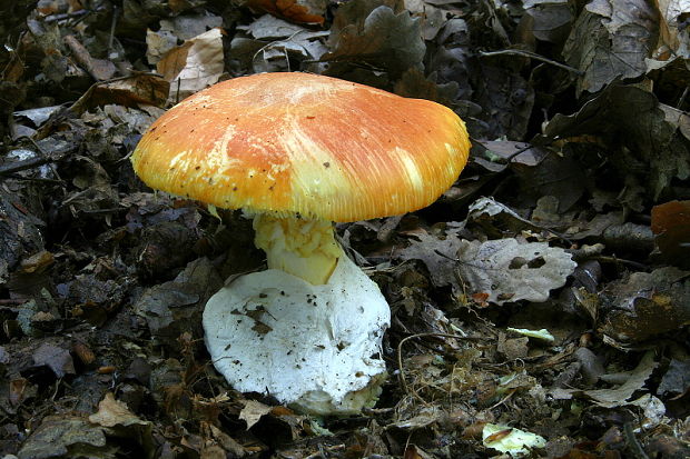 muchotrávka cisárska Amanita caesarea (Scop.) Pers.