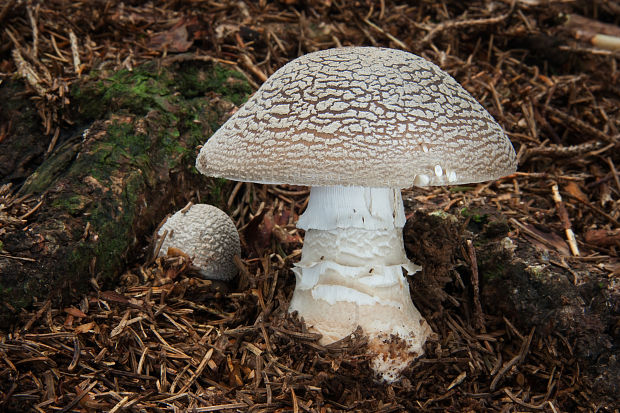 muchotrávka hrubá Amanita excelsa (Fr.) Bertill.