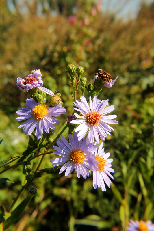 astra spišská Aster amelloides Besser