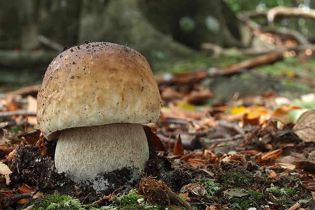 hríb smrekový Boletus edulis Bull.