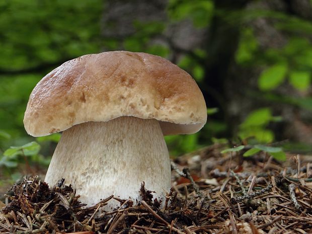 hríb smrekový Boletus edulis Bull.