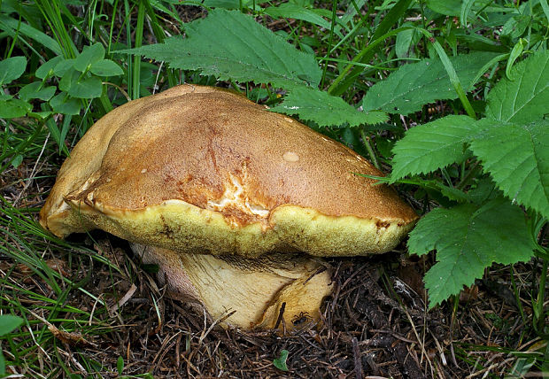 hríb horský Butyriboletus subappendiculatus (Dermek, Lazebn. & J. Veselský) D. Arora & J.L. Frank