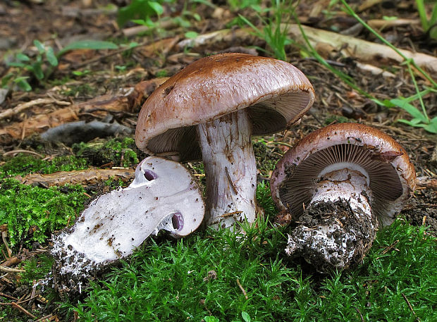 pavučinovec Cortinarius sp.