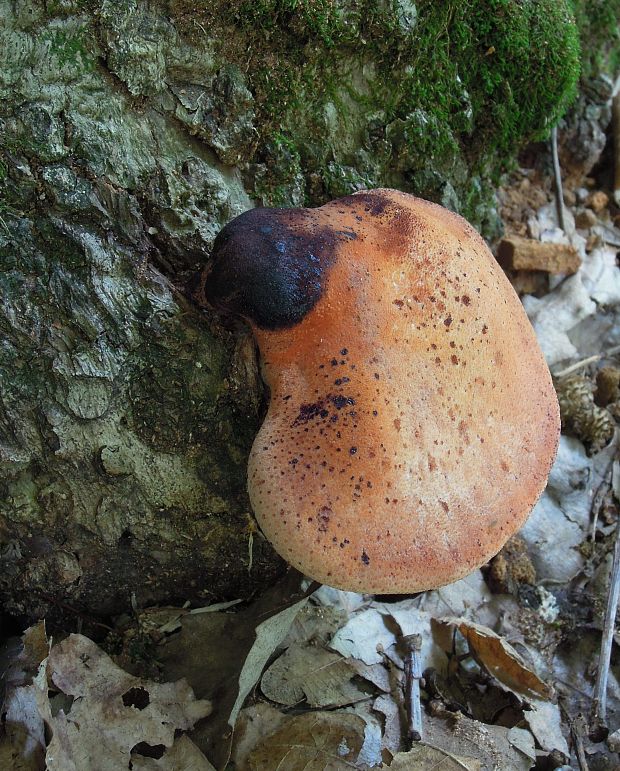 pečeňovec dubový Fistulina hepatica (Schaeff.) With.