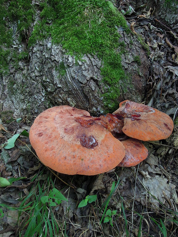 pečeňovec dubový Fistulina hepatica (Schaeff.) With.