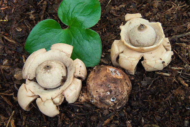 hviezdovka trojitá Geastrum triplex Jungh.