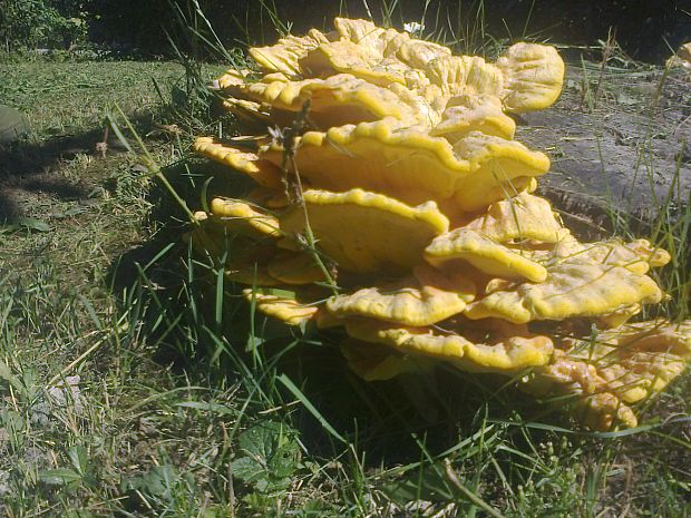 sírovec obyčajný Laetiporus sulphureus (Bull.) Murrill