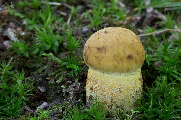 kozák žltopórový Leccinellum crocipodium (Letell.) Della Maggiora & Trassinelli