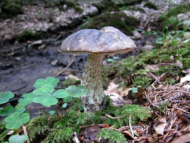 kozák rozličnofarebný Leccinum variicolor Watling