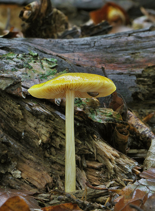 štítovka žltá Pluteus leoninus (Schaeff.) P. Kumm.