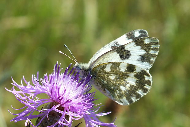 mlynárik rezedový Pontia edusa Linnaeus, 1758