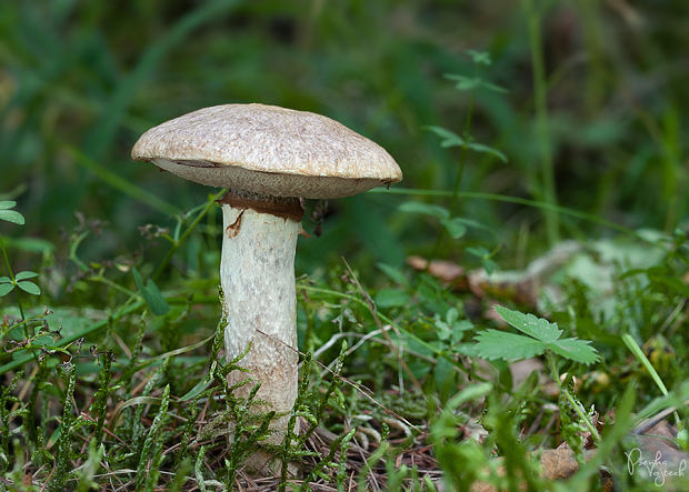 masliak lepkavý Suillus viscidus (L.) Roussel