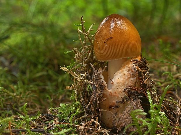 muchotrávka plavohnedá Amanita fulva Fr.