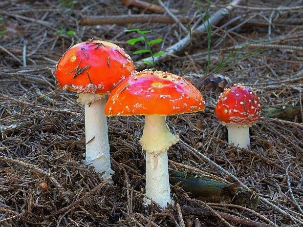 muchotrávka červená Amanita muscaria (L.) Lam.