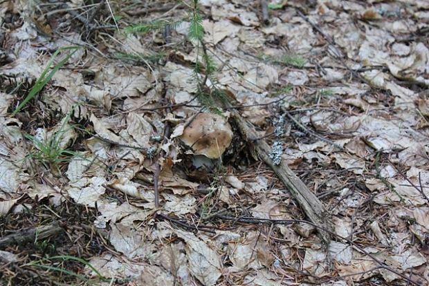 hríb smrekový Boletus edulis Bull.