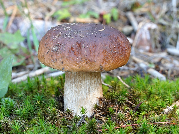 hríb smrekový Boletus edulis Bull.