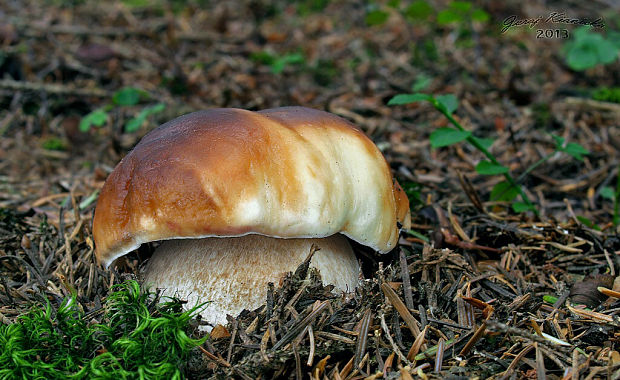 hríb smrekový Boletus edulis Bull.