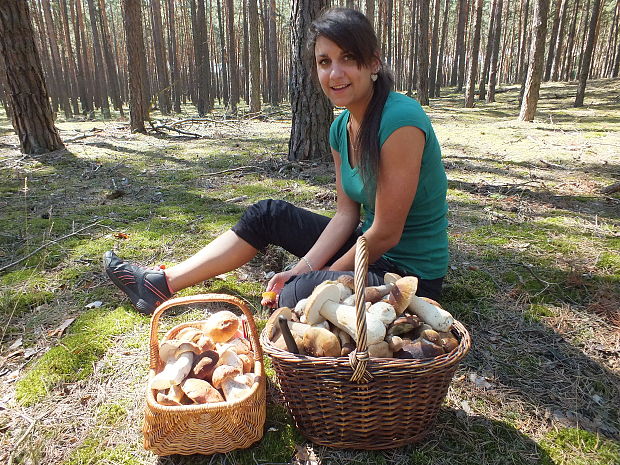 hríb smrekový Boletus edulis Bull.