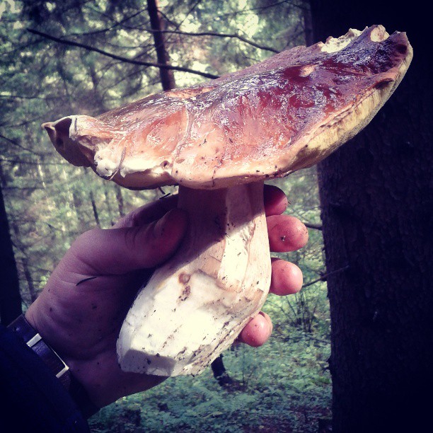 hríb smrekový Boletus edulis Bull.