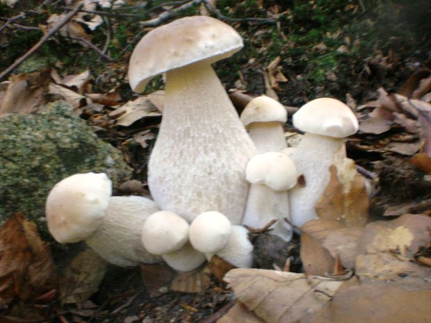 hríb smrekový Boletus edulis Bull.